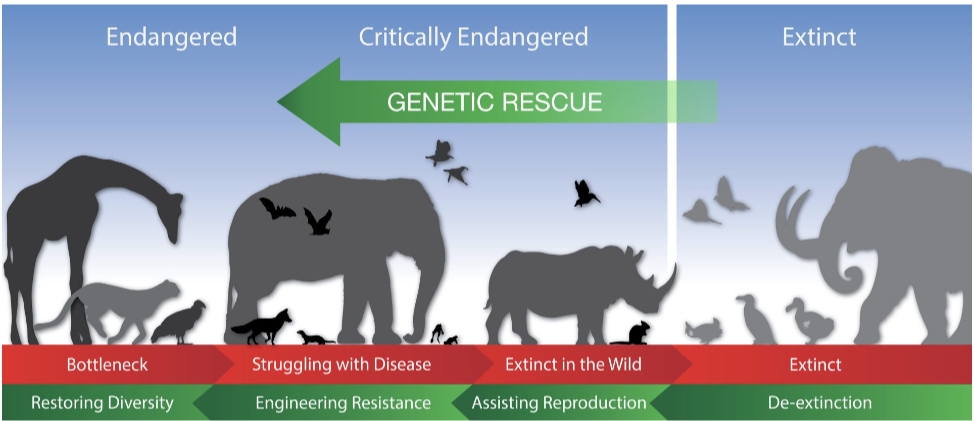animal extinction solutions