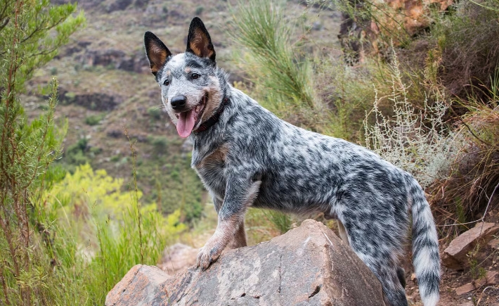 australian cattle dog sleep habits