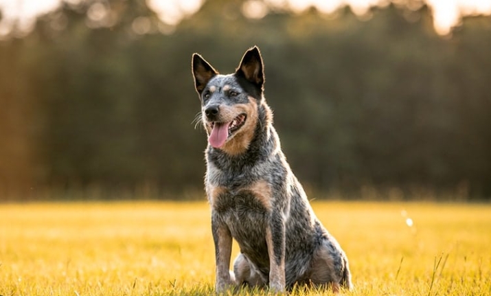 australian cattle dog sleep habits