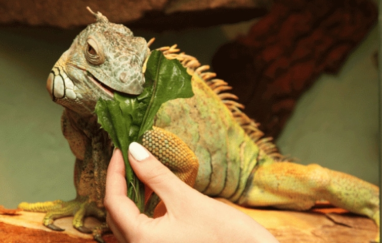 lizard feeding habits
