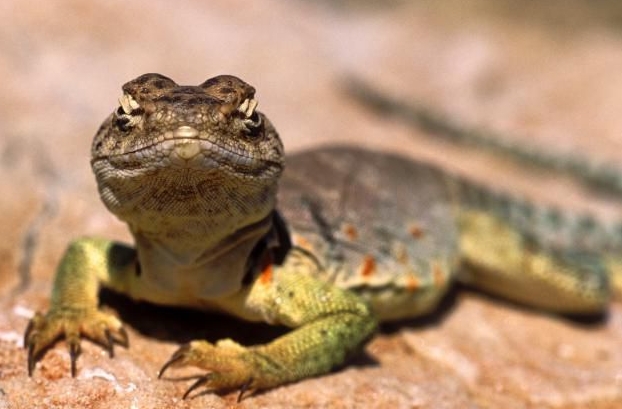 lizard feeding habits