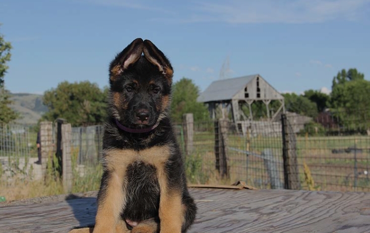 miniature german shepherd
