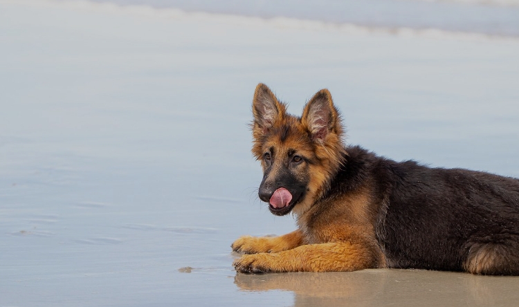 miniature german shepherd