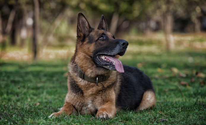 alsatian dog