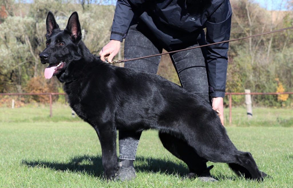 black german shepherd price