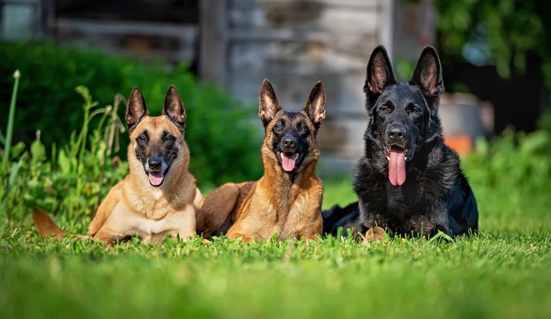 large german shepherd breeders