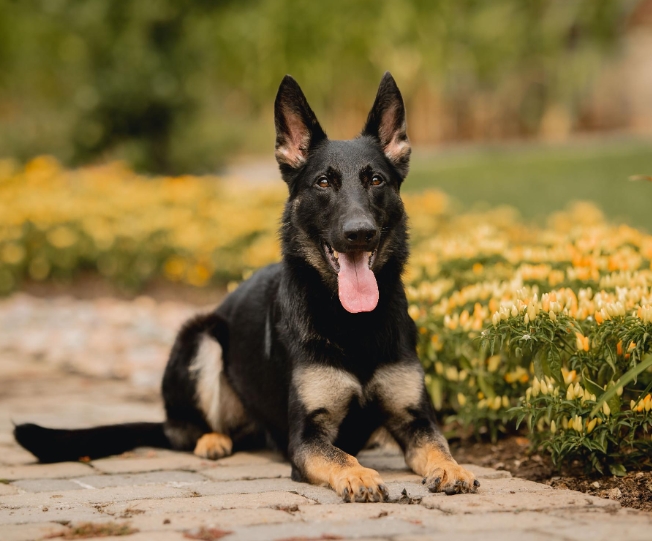 adult german shepherd for sale