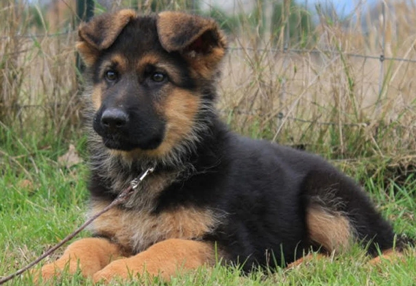mini german shepherd