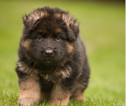 king shepherd puppies for sale near me