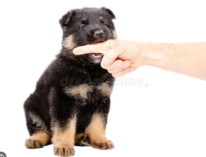 german shepherd puppy biting