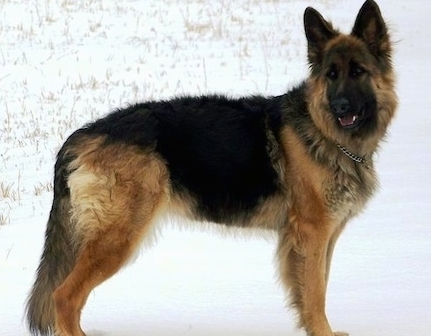 king shepherd breeders