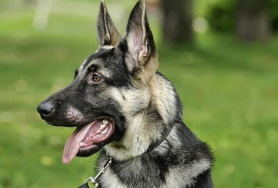 alcian dog price