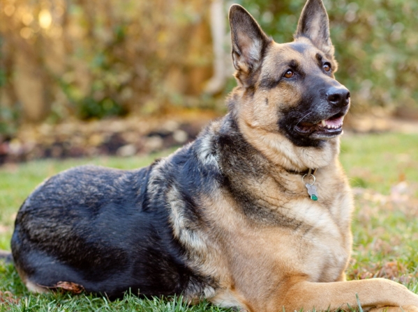 alsatian and german shepherd