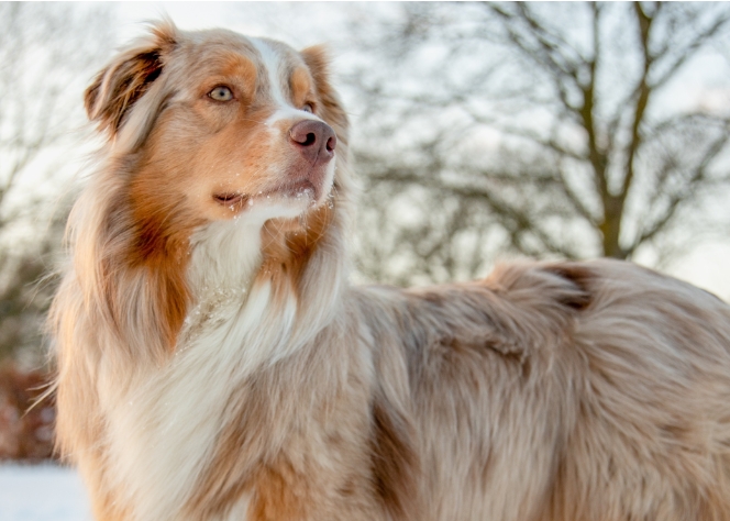 a shepherd dog