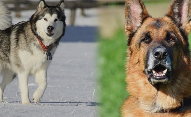 alcian dog