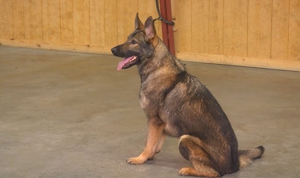 agouti german shepherd