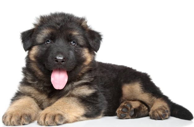 10 week old german shepherd