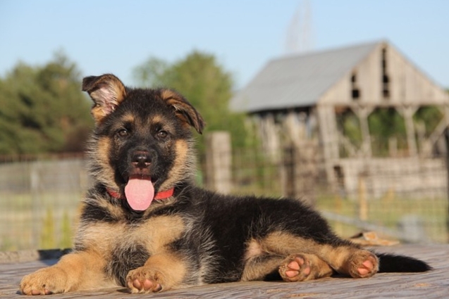 3 month german shepherd