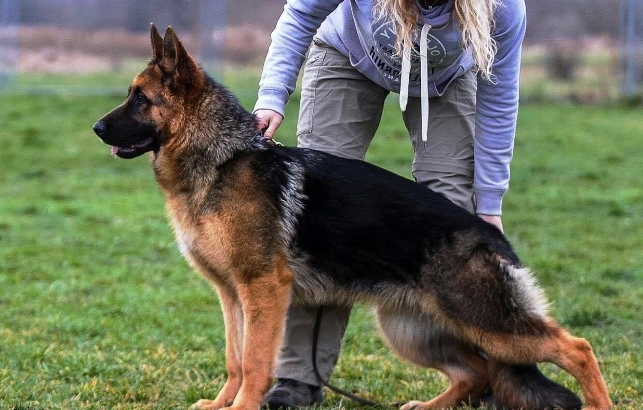 10 month old german shepherd