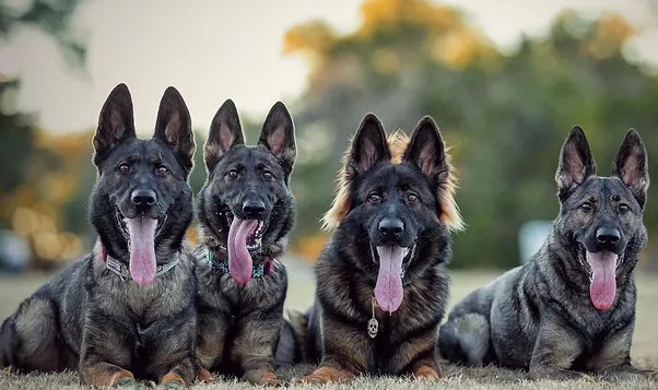 czech shepherd puppies