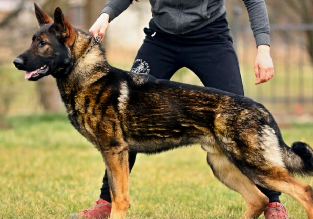east german shepherd