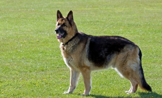 female german shepherd