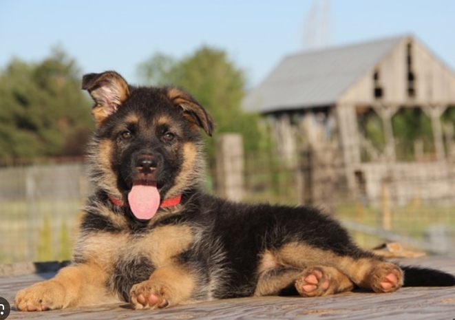 2 month german shepherd