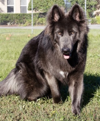 blue bay shepherd price