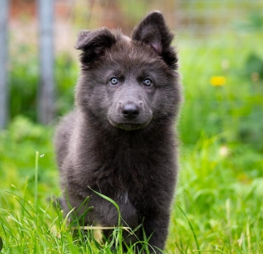 blue bay shepherd dog