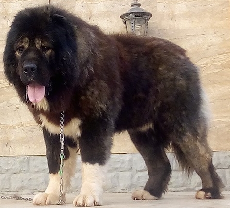 caucasian german shepherd