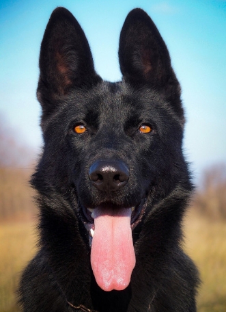 black female german shepherd