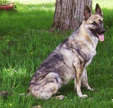 brindle german shepherd