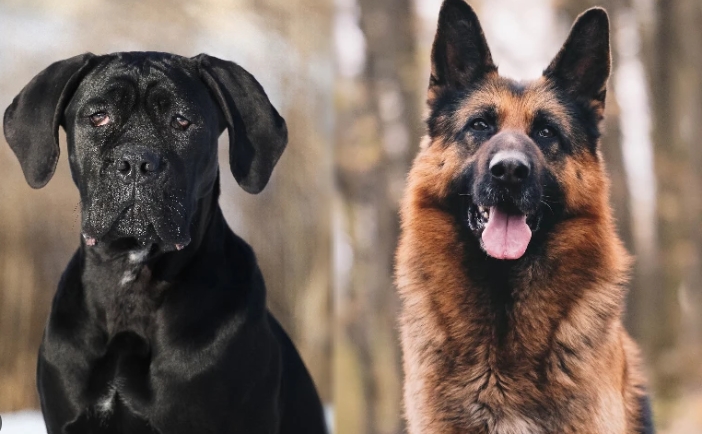 cane corso x german shepherd