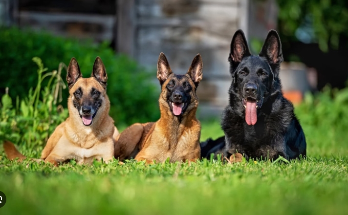 best shepherd dog