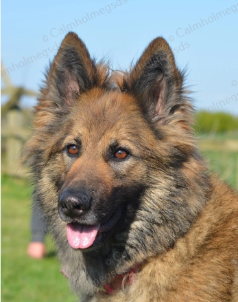 calmholme german shepherd dogs