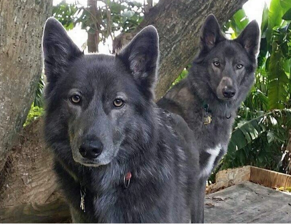 blue bay german shepherd