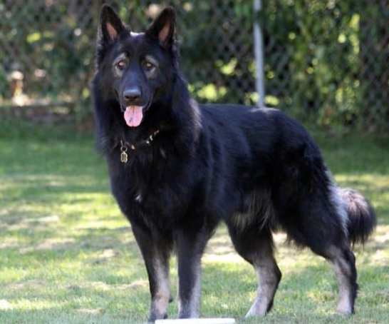 black king shepherd