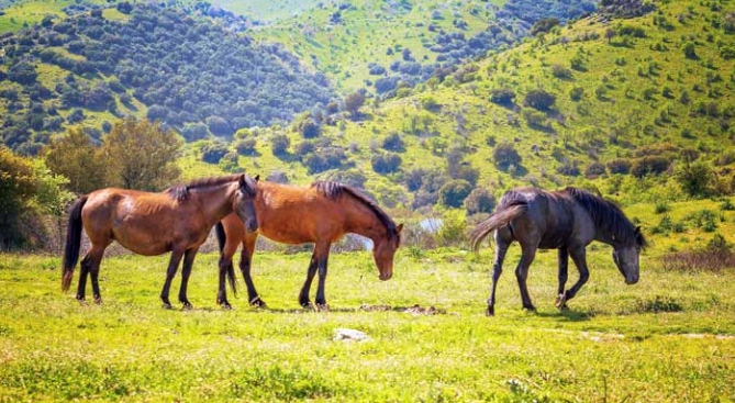 a horses habitat