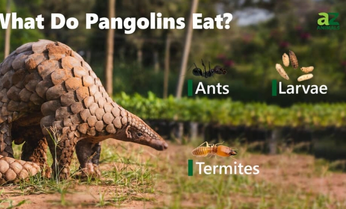 pangolin food habits