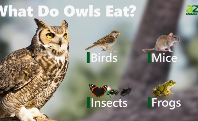 owl eating habits