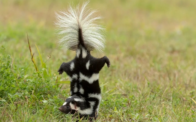 skunk feeding habits