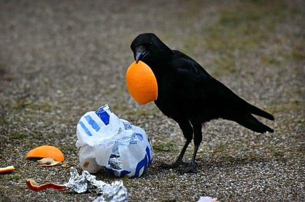 crow bird food habits