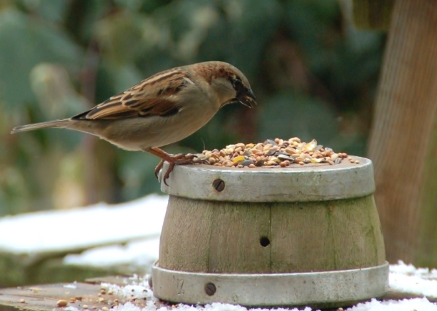bird food habits