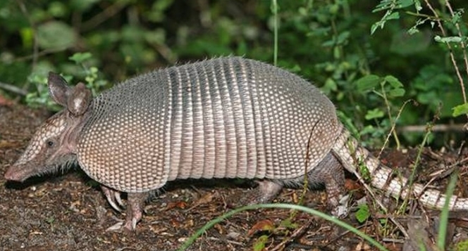 armadillo food habits