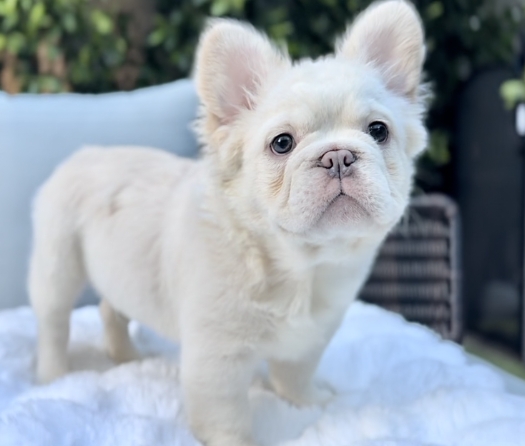 fluffy frenchie