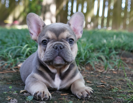 frenchie breeders