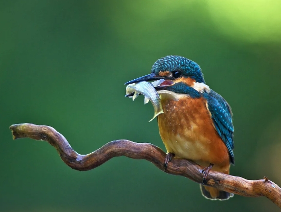 kingfisher bird food habits