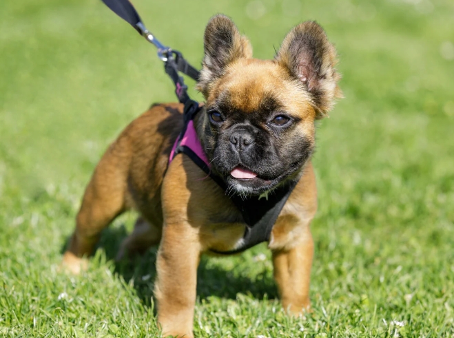 fluffy french bulldog