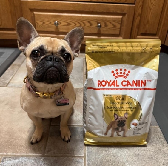 royal canin french bulldog adult