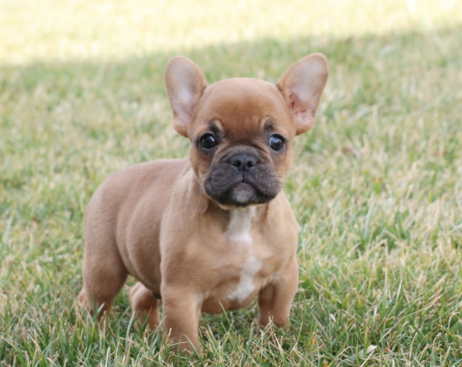 frenchie puppies near me